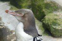 Gelbaugenpinguin in der Reha