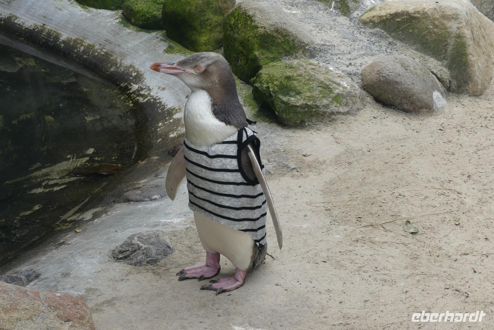Gelbaugenpinguin in der Reha