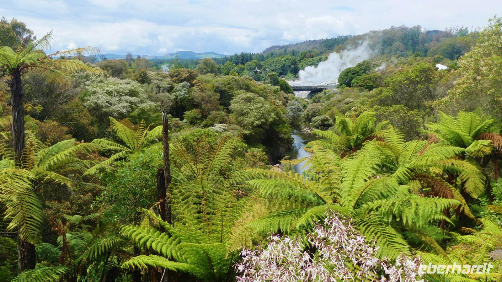 Thermalfelder von Whakarewarewa in Te Puia (Rotorua)
