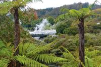 Thermalfelder von Whakarewarewa in Te Puia (Rotorua)