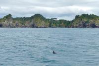 Delphin, Bay of Islands