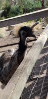 Emu
