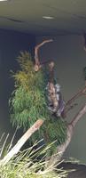 Koala (3)