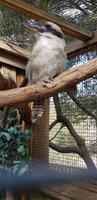 Kookaburra 