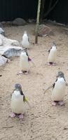 Penguin Place