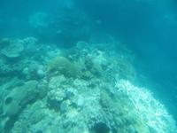 Korallen im Great Barrier Reef