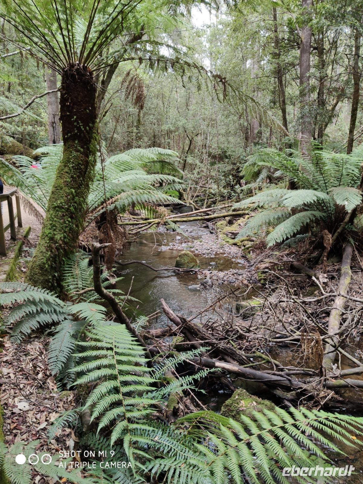 in der grünen Hölle von Tasmanien