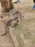 Känguru im Bonorong Wildlife-Sanctuary-Park 