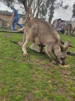 Känguru mit Baby im Beutel im Bonorong Wildlife-Sanctuary-Park 