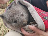 Kuschelbedürftiger Baby-Wombat im Bonorong Wildlife-Sanctuary-Park 