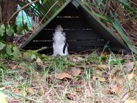 Pinguin in der Mauser