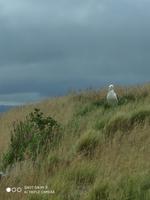 Albatross in Brütestellung