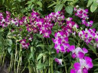 3. Reisetag – Stadtrundfahrt in Singapur – Botanischer Garten