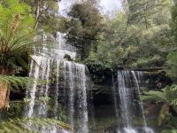 7. Reisetag – Tasmanien – Mount Field National Park – Russel Falls