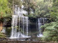 7. Reisetag – Tasmanien – Mount Field National Park – Russel Falls