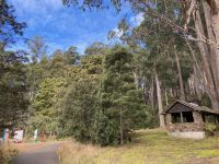 7. Reisetag – Tasmanien – Mount Field National Park