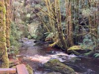 7. Reisetag – Tasmanien – Spaziergang zu den Nelson Falls