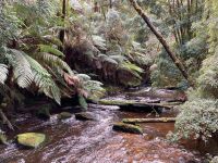 7. Reisetag – Tasmanien – Spaziergang zu den Nelson Falls