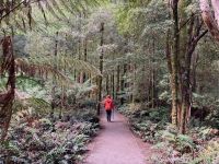 7. Reisetag – Tasmanien – Spaziergang zu den Nelson Falls