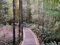 7. Reisetag – Tasmanien – Spaziergang zu den Nelson Falls