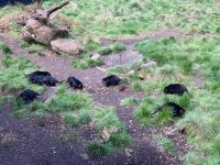 8. Reisetag – Tasmanien – Devils@Cradle – Tasmanische Teufel