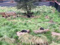 8. Reisetag – Tasmanien – Devils@Cradle – Tasmanische Teufel