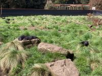 8. Reisetag – Tasmanien – Devils@Cradle – Tasmanische Teufel