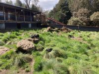 8. Reisetag – Tasmanien – Devils@Cradle – Tasmanische Teufel