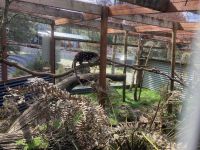 8. Reisetag – Tasmanien – Devils@Cradle – Riesenbeutelmarder