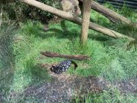 8. Reisetag – Tasmanien – Devils@Cradle – Tüpfelbeutelmarder