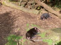 8. Reisetag – Tasmanien – Devils@Cradle – Tasmanische Teufel