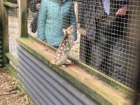 8. Reisetag – Tasmanien – Devils@Cradle – Tüpfelbeutelmarder