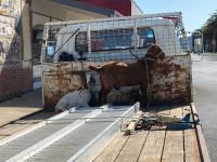 10. Reisetag – Tasmanien – Wandgemälde in Sheffield