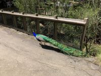 10. Reisetag – Tasmanien – Cataract Gorge in Launceston