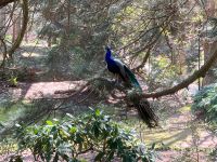 10. Reisetag – Tasmanien – Cataract Gorge in Launceston