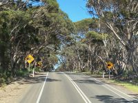 11. Reisetag – Ausflug nach Kangaroo Island