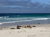 11. Reisetag – Ausflug nach Kangaroo Island – Seelöwenkolonie