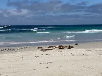 11. Reisetag – Ausflug nach Kangaroo Island – Seelöwenkolonie