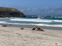 11. Reisetag – Ausflug nach Kangaroo Island – Seelöwenkolonie