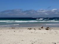 11. Reisetag – Ausflug nach Kangaroo Island – Seelöwenkolonie