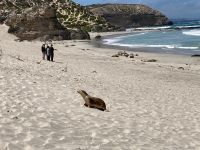 11. Reisetag – Ausflug nach Kangaroo Island – Seelöwenkolonie