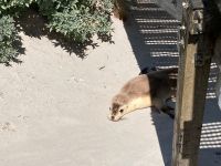 11. Reisetag – Ausflug nach Kangaroo Island – Seelöwenkolonie