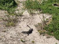 11. Reisetag – Ausflug nach Kangaroo Island