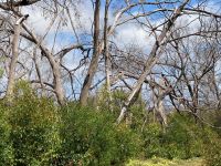 11. Reisetag – Ausflug nach Kangaroo Island – Koalas im Hanson Bay Wildlife Sanctuary