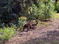 11. Reisetag – Ausflug nach Kangaroo Island – Kängurus im Hanson Bay Wildlife Sanctuary