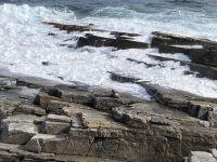 11. Reisetag – Ausflug nach Kangaroo Island – Pelzrobben am Admirals Arch