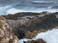 11. Reisetag – Ausflug nach Kangaroo Island – Pelzrobben am Admirals Arch