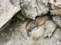 11. Reisetag – Ausflug nach Kangaroo Island – Pelzrobben am Admirals Arch