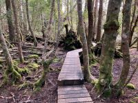 9. Reisetag – Tasmanien – Cradle Mountain-Lake St Clair National Park – Wanderung um den Dove Lake