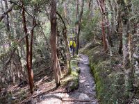 9. Reisetag – Tasmanien – Cradle Mountain-Lake St Clair National Park – Wanderung zum Crater Lake